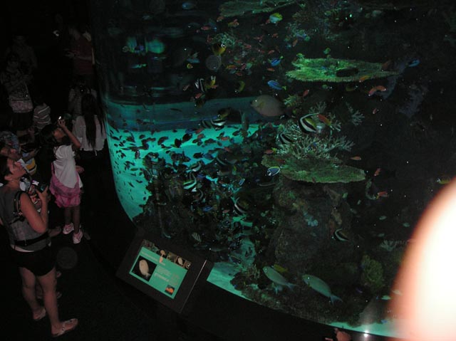 S.E.A Aquariums