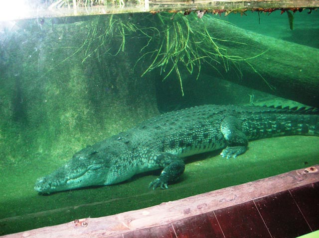 Sungei Buaya_Estaurine Crocodile